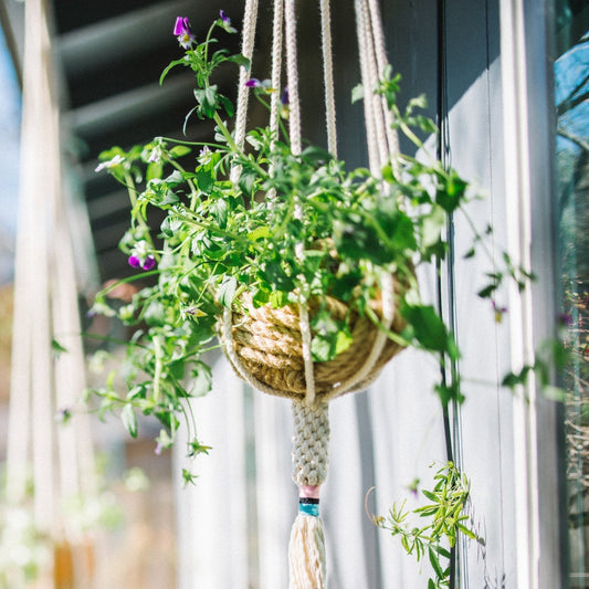 The Plant Hanger - Blush