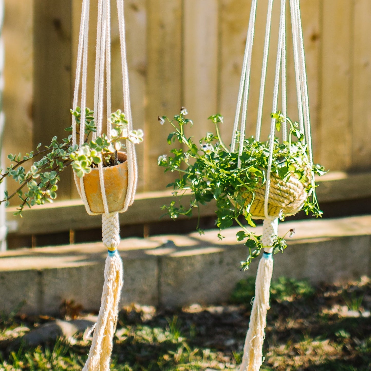 The Plant Hanger - Blush